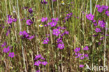 Large Venus s-looking-glass (Legousia speculum-veneris)