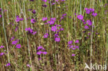 Groot spiegelklokje (Legousia speculum-veneris)