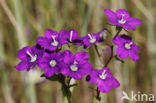 Large Venus s-looking-glass (Legousia speculum-veneris)