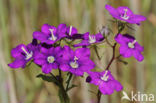 Large Venus s-looking-glass (Legousia speculum-veneris)