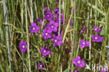 Groot spiegelklokje (Legousia speculum-veneris)