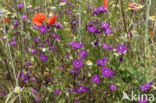 Groot spiegelklokje (Legousia speculum-veneris)