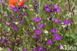 Groot spiegelklokje (Legousia speculum-veneris)