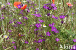 Groot spiegelklokje (Legousia speculum-veneris)