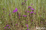 Groot spiegelklokje (Legousia speculum-veneris)