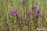 Large Venus s-looking-glass (Legousia speculum-veneris)