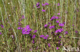 Large Venus s-looking-glass (Legousia speculum-veneris)