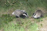 Badger (Meles meles)