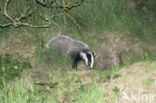 Badger (Meles meles)