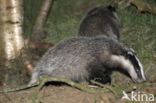 Badger (Meles meles)