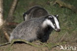 Badger (Meles meles)