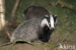 Badger (Meles meles)