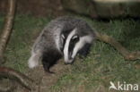 Badger (Meles meles)