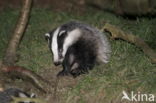 Badger (Meles meles)