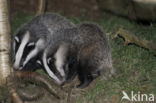 Badger (Meles meles)