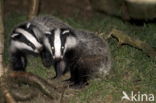 Badger (Meles meles)