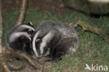 Badger (Meles meles)