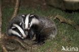 Badger (Meles meles)