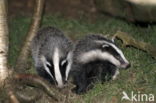 Badger (Meles meles)