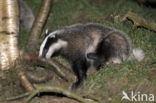 Badger (Meles meles)