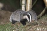 Badger (Meles meles)