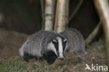 Badger (Meles meles)