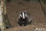 Badger (Meles meles)