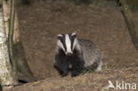 Badger (Meles meles)