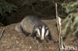 Badger (Meles meles)