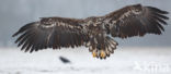 Zeearend (Haliaeetus albicilla)