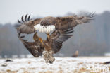 Zeearend (Haliaeetus albicilla)