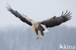 Zeearend (Haliaeetus albicilla)