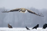 Zeearend (Haliaeetus albicilla)