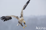 Zeearend (Haliaeetus albicilla)