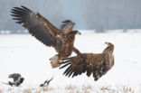 Zeearend (Haliaeetus albicilla)