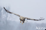 Zeearend (Haliaeetus albicilla)