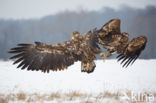 Zeearend (Haliaeetus albicilla)