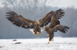 White-tailed Sea Eagle (Haliaeetus albicilla)