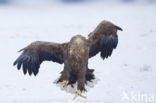 White-tailed Sea Eagle (Haliaeetus albicilla)