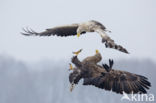 White-tailed Sea Eagle (Haliaeetus albicilla)