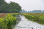 Nieuwkoopse Plassen