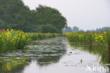 Nieuwkoopse Plassen