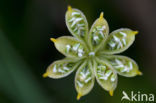 Marsh Marigold (Caltha palustris)