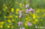 Echte koekoeksbloem (Lychnis flos-cuculi)