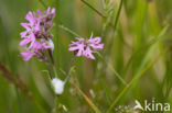 Echte koekoeksbloem (Lychnis flos-cuculi)