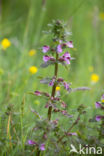 Moeraskartelblad (Pedicularis palustris)