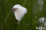 Veenpluis (Eriophorum angustifolium)