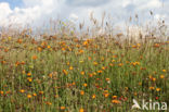 orange hawkweed (Hieracium aurantiacum)