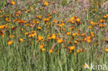 Oranje havikskruid (Hieracium aurantiacum)