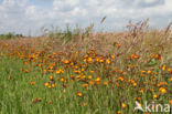 Oranje havikskruid (Hieracium aurantiacum)